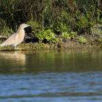 Crabier chevelu